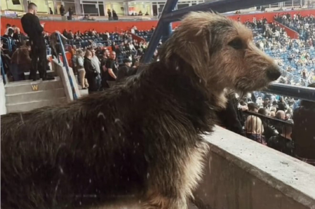 Čička traži ceo Beograd! Neverovatno - izgubljeni pas se pojavio na utakmici Partizana i Panatinaikosa, pa ponovo nestao! (VIDEO)