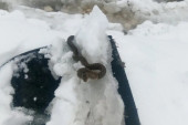 Poskok se prošetao po snegu: Topao dan zbunio zmije na Goliji (FOTO)