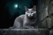 Da li mačke zaista vide sve u mraku kao superheroji: Pogled kroz oči noćnog lovca