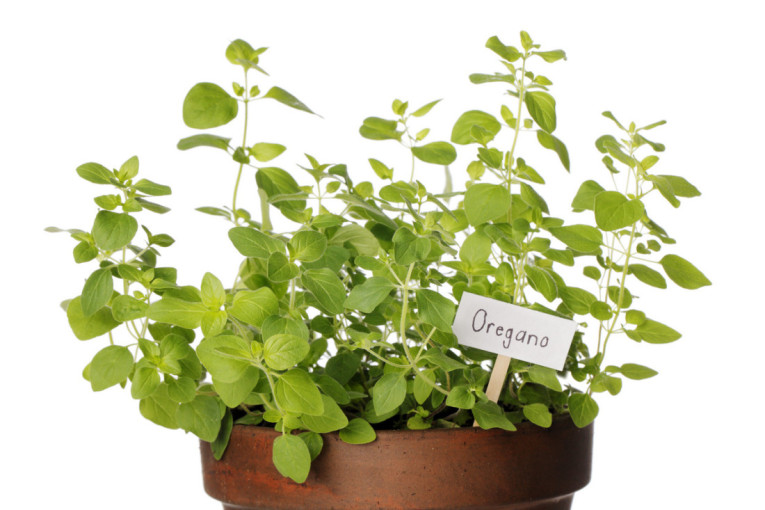 Sve je u začinima: Kako da svaki vaš obrok bude rapsodija ukusa - mali trikovi čine veliku promenu