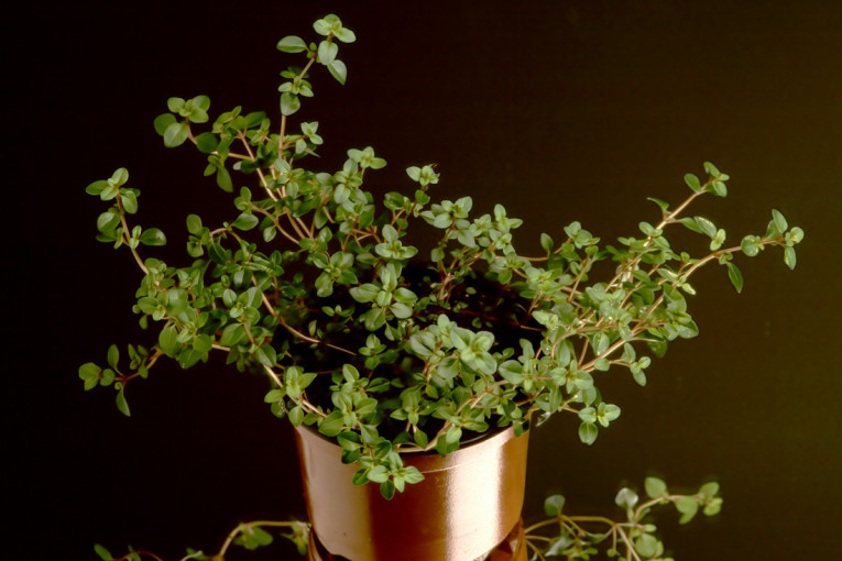 Lek iz prirode: Čaj od jedne biljke se od davnina koristi za podizanje imuniteta i ublažavanje upala