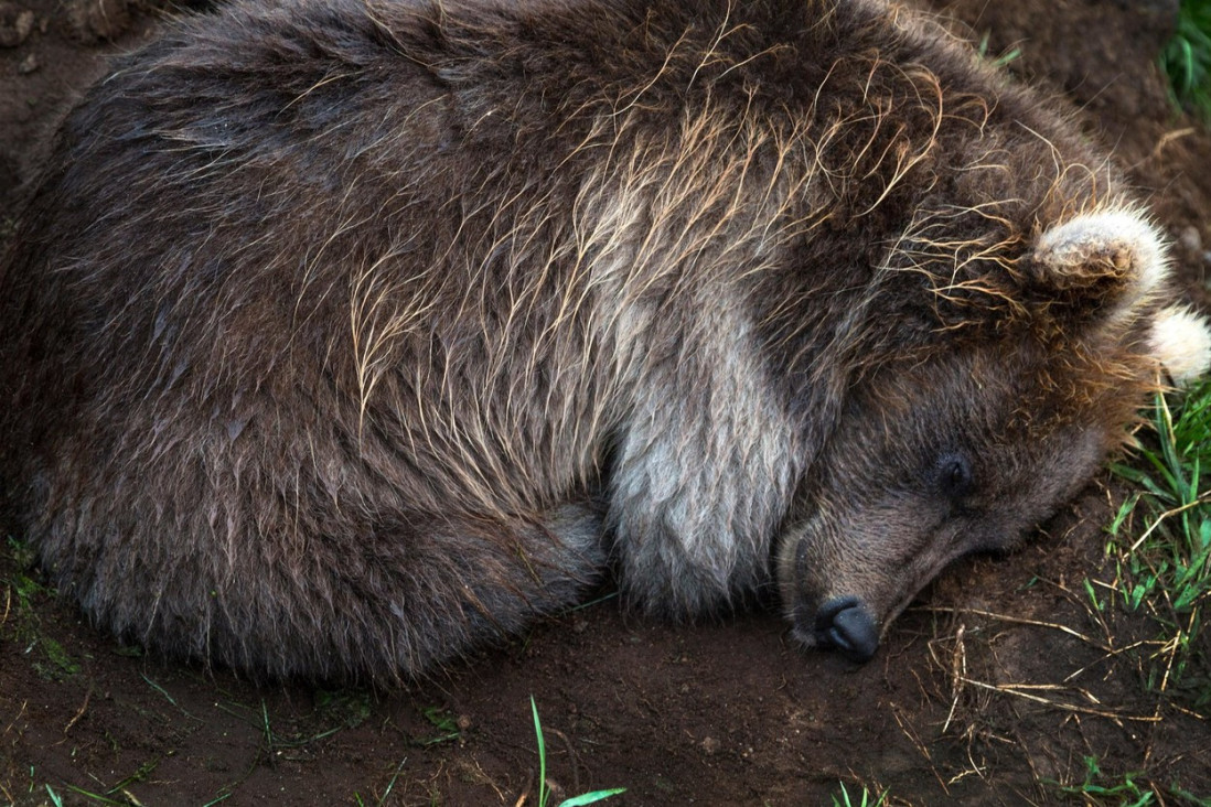 Polubudni medvedi tumaraju Sibirom, a evo zašto ne mogu da započnu zimski san