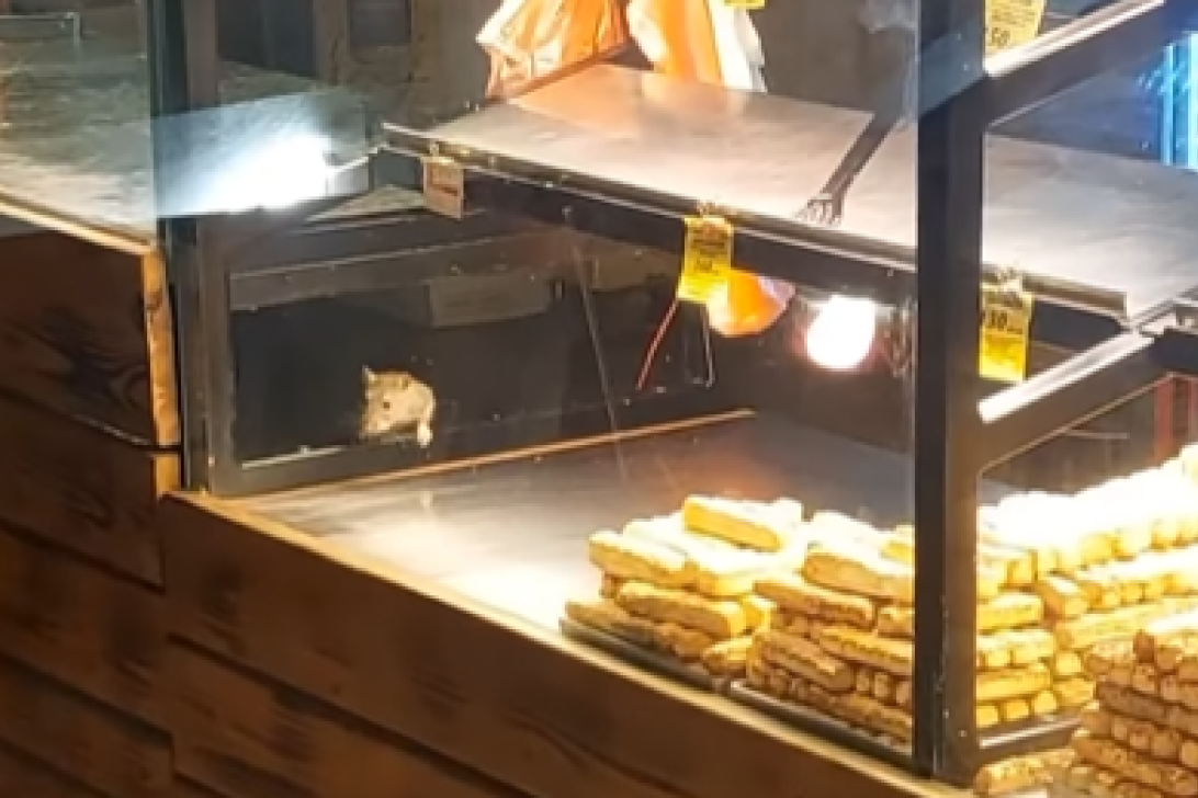 Posle jezivog snimka, pekara u Kosovskoj zatvorena: Građani zgroženi pacovima koji su šetali po pecivu! (VIDEO)