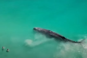 Plivali oko kita, on se nasukao i uginuo (VIDEO)