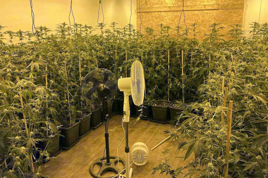 Otkrivena laboratorija za uzgoj marihuane: Uhapšeni Somborac i Beograđanin