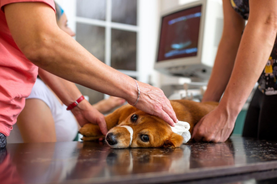 Saveti za posetu veterinaru bez stresa: Kako da umirite vašeg kućnog ljubimca
