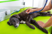 Haos zbog pokušaja eutanazije zdravog psa u Beogradu: Sme da se uspava samo kad mu više nema spasa!