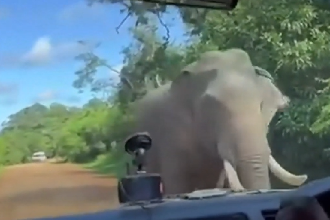 Slon razbio prozor kombija i uzeo čips: Ovakvom odmoru se nisu nadali (VIDEO)