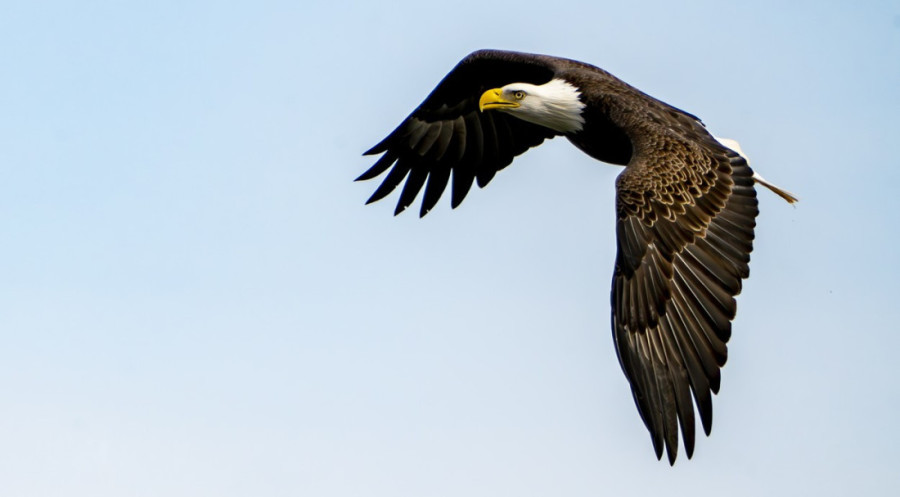 Legendarni beloglavi orao Marfi, koji je toliko želeo ptića da je usvojio kamen, stradao je u razornoj oluji