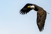 Dva muškarca ubila 3.600 ptica, među njima i orla koji je simbol Amerike