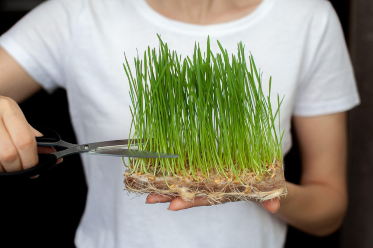 Danas se božićna pšenica iznosi iz kuće: Gde treba da je stavite drugog dana praznika?