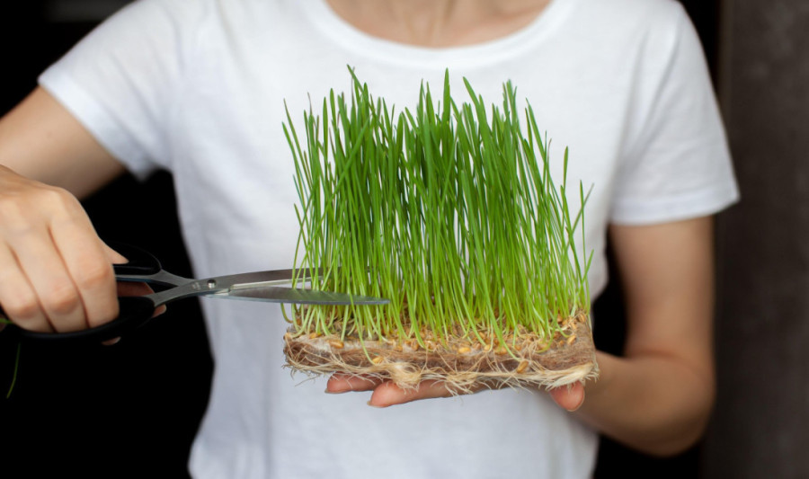 Sezona bundeve je u jeku: Umesto da bacite, sačuvajte joj semenke i zasadite ih