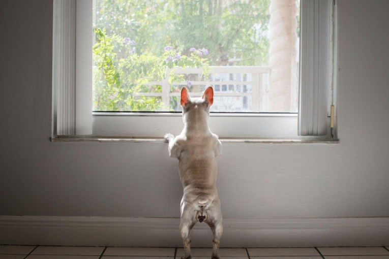 Koliko najviše vremena pas sme da ostane sam kod kuće: Tajna pseće sreće je u vama