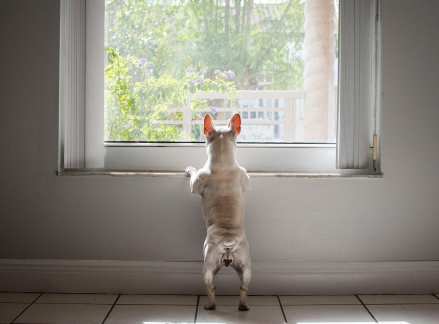 Najbolje rase pasa za stan: Kako pronaći savršenog ljubimca za mali prostor