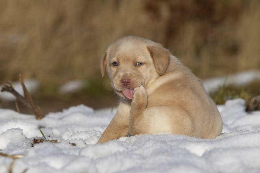 Devet načina da zaštitite svog ljubimca kada živa u termometru padne u minus