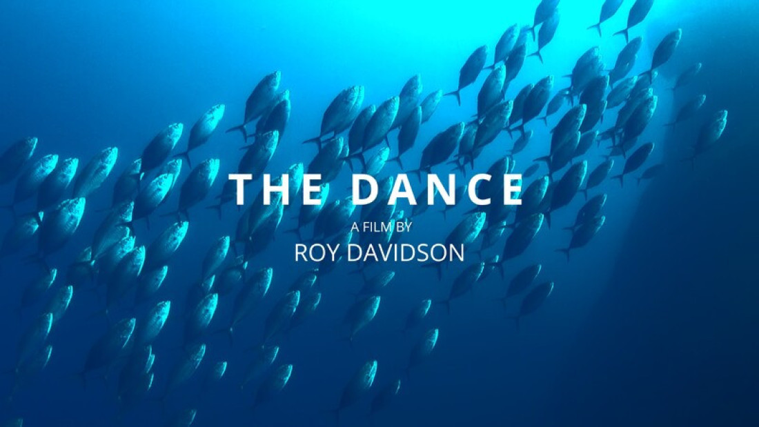 Zavirite u magičan podvodni svet: Festival filmova koji otkrivaju čuda prirode (GALERIJA)