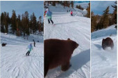 Skijaš snimio zastrašujuću scenu: Izbegao sudar s medvedom na ski-stazi (VIDEO)