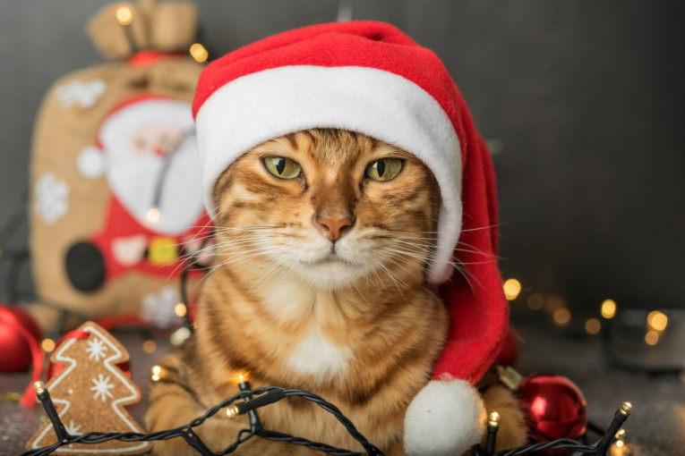 Kako praznici da budu lepi i za ljubimce? Ovako ćete pomoći psima koji se plaše vatrometa