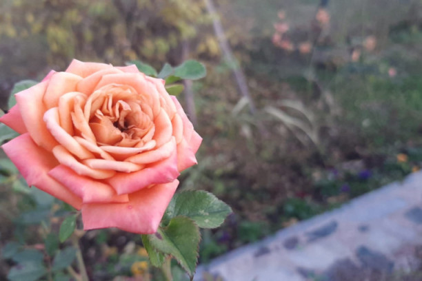 Ruže procvetale kao da je leto: Priroda se načisto zbunila u selima kod Topole, domaćice umesto da ih orezuju mogu da beru pupoljke!