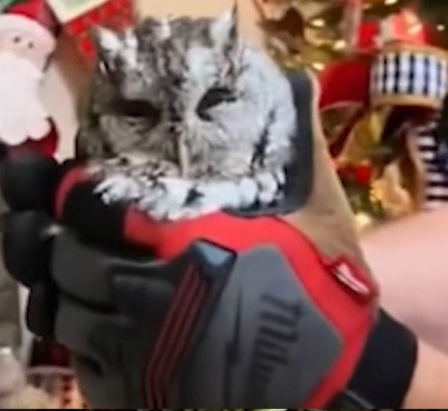 Ko to beše Deda Mraz? Sova se spustila niz dimnjak i zauzela mesto na vrhu porodične novogodišnje jelke (FOTO)