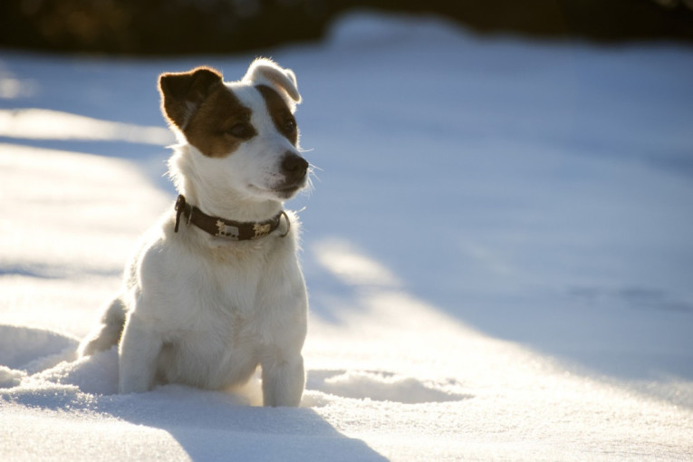 Usvojeni pas je prvi put iskusio sneg i rastopio srca: Ovaj magični trenutak će vam izmamiti osmeh (VIDEO)