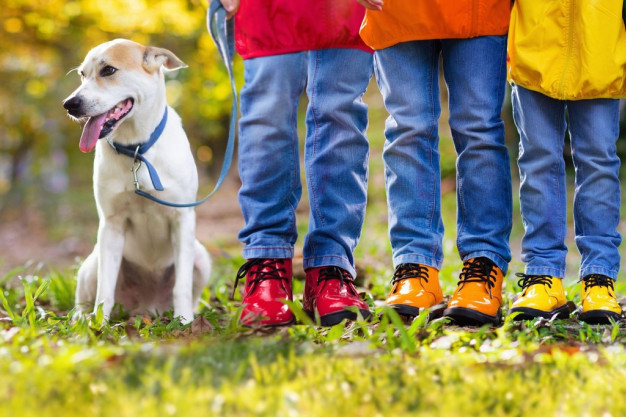 Deca spojila lepo i korisno: Osvanuo oglas za šetanje pasa koji je oduševio mnoge - imaju cenovnik usluga i poslovni mejl! (FOTO)