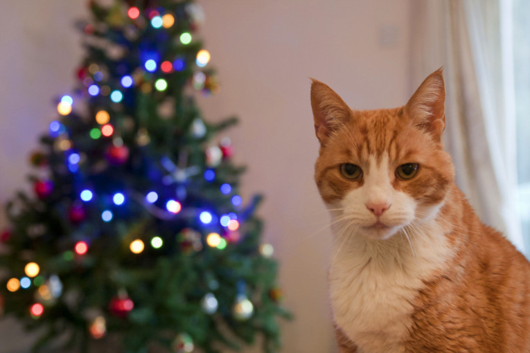 Praznične svetiljke gutaju struju!  Evo načina da smanjite trošak, a da sve sija kako valja
