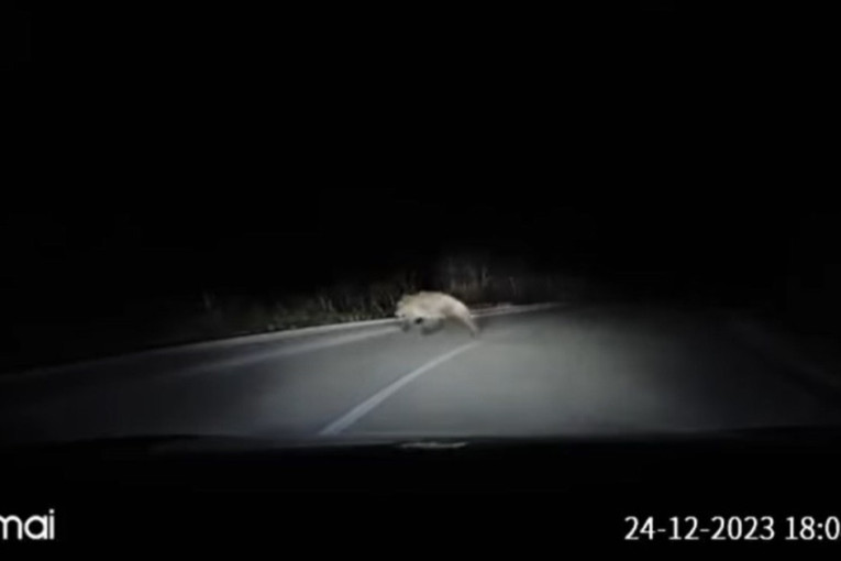 Tragedija izbegnuta za dlaku: Mrki medved iskočio na kolovoz, evo šta je vozač uradio (VIDEO)