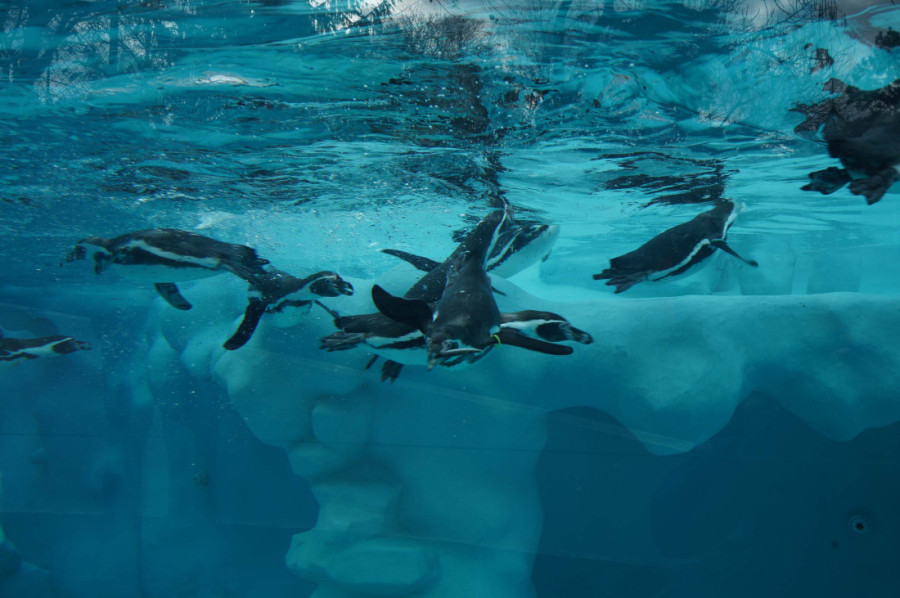 Ovako će izgledati novi ZOO vrt u Beogradu: Pogedajte pobedničko rešenje (FOTO)