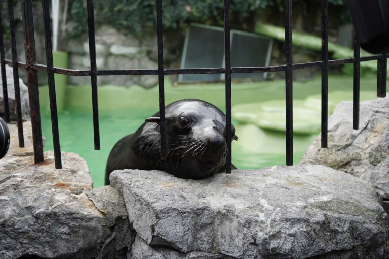 Od sutra kreće najdetaljnija kontrola vozača u Srbiji: Gledaće se sve, a zaustavljati svako drugo vozilo!