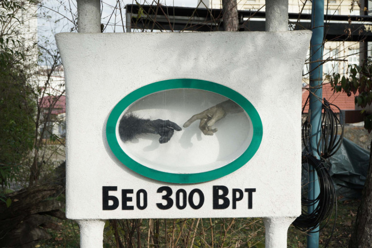 Plivanje za Časni krst 19. januara u podne na Adi Ciganliji