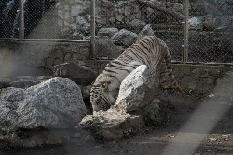 Đurić: Srbija uputila protestnu notu Sarajevu zbog neprihvatljivog rečnika Konakovića