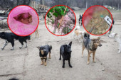 Oprez! Ovim otrovima ubijaju životinje: Psi i mačke umiru u najtežim mukama! (FOTO)