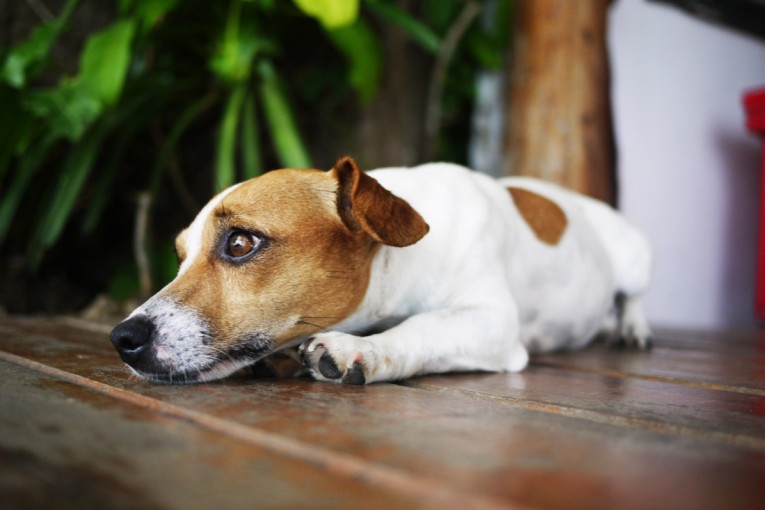 Šta možete da preduzmete ako se vaš pas plaši drugih pasa?