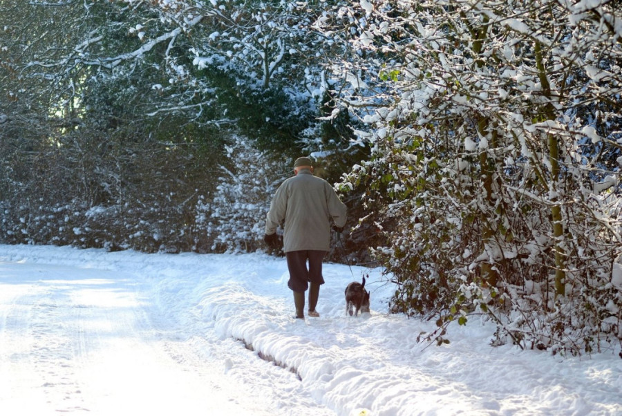 Naučno je potvrđeno: Kućni ljubimci smanjuju rizik od demencije kod starijih