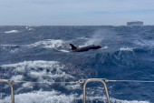 Kitovi ubice bili su posebno agresivni u 2023: Šta se krije iza napada orki i njihovog neobičnog ponašanja?