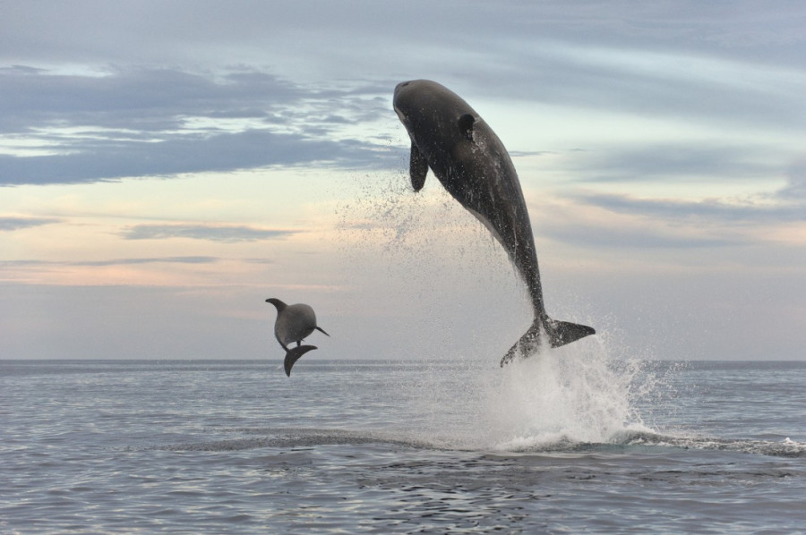 Drama na moru: Jato orki napalo jedrilicu kod obale Španije!