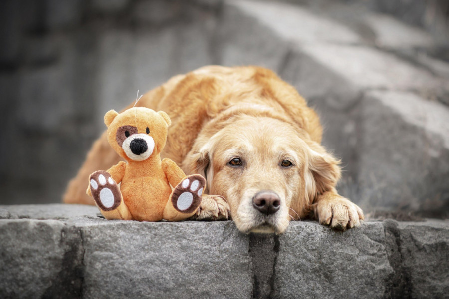 Čovek i zlatni retriver imaju više sličnosti nego što možete da zamislite: Nauka sada zna i zašto