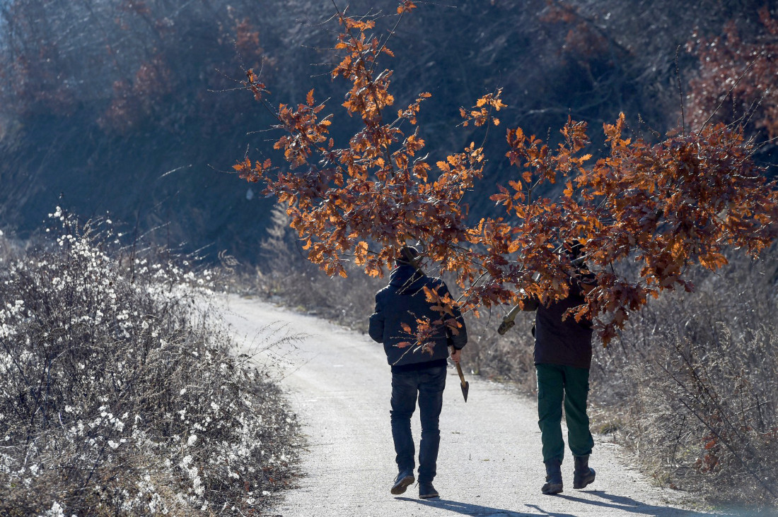 Lekari zatečeni: Deca išla po badnjak, završila sa povredama od sekire!