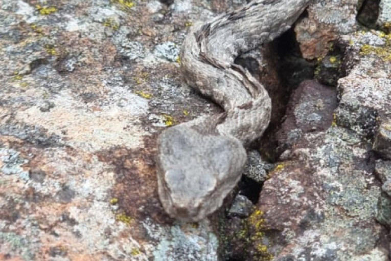 Usred zime Srbiju preplavile zmije: Jedna pojava za sve odgovorna - zmijolovac upozorava da ne izazivate sreću