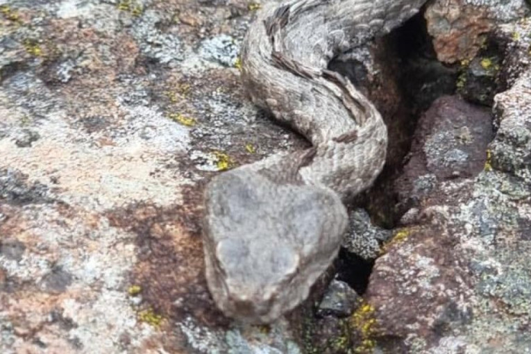 Čudo na Zlatiboru, invazija poskoka usred zime: Iskusni planinari nikada nisu videli ovoliki broj zmija u ovo doba godine (FOTO/VIDEO)