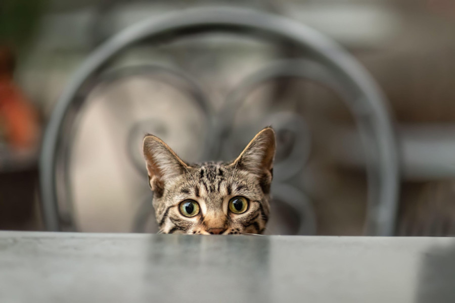 Mačka vas izbegava? Ovih osam magičnih saveta omogućiće vam da brzo postanete njen najbolji prijatelj