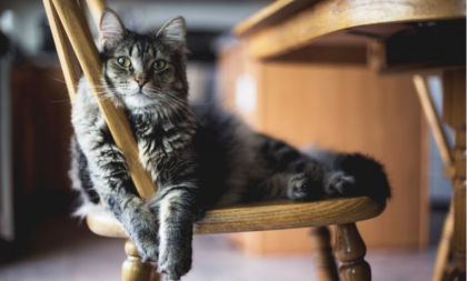Naučnici otkrili koje mačke žive najduže: Sem rase, računaju se i drugi faktori