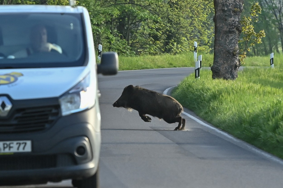 Šokantno upozorenje: Nemoguće izbeći sudar sa životinjom na putu, ne pomaže ni spora vožnja! Ovo su 4 saveta koja vam mogu spasiti život
