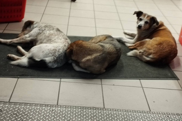 Human gest radnika Pet centra: Ova priča vraća veru u dobre ljude! (FOTO)