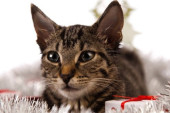 Nakon devet godina od nestanka, vlasnicima na Božić vraćena mačka: Neobična, ali istinita priča