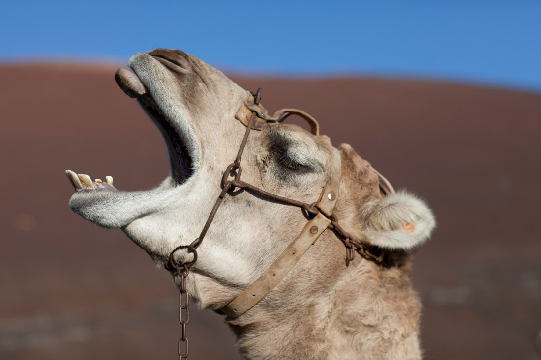 Spektakularne izložbe u Beču: Od Rembranta do slika kamila (FOTO)