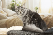 Mačka koja je šokirala internet svojom veličinom, kao prosečan veliki pas (VIDEO)