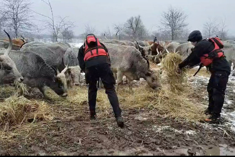 Spašena polovina zarobljenih životinja na Krčedinskoj adi: Akcija se nastavlja i sutra (VIDEO)