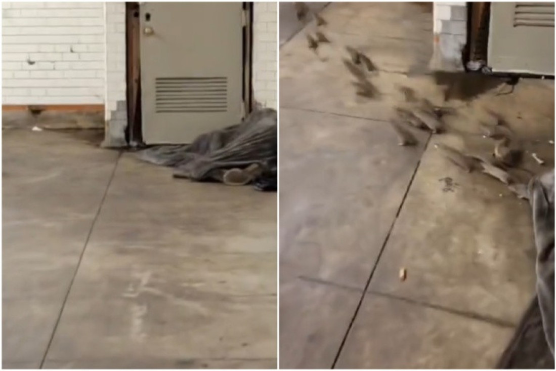 Beskućnik spavao u metrou, a onda su ispod njegovog ćebeta izletele gomile pacova! (VIDEO)